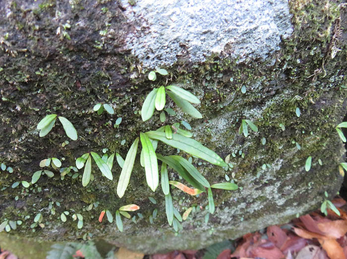 photo2ノキシノブ