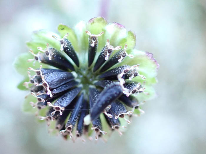 photoオカダイコン実