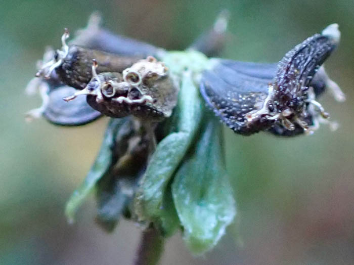 photoオカダイコン実