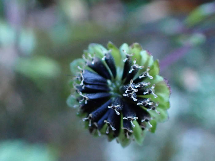 photoオカダイコン実