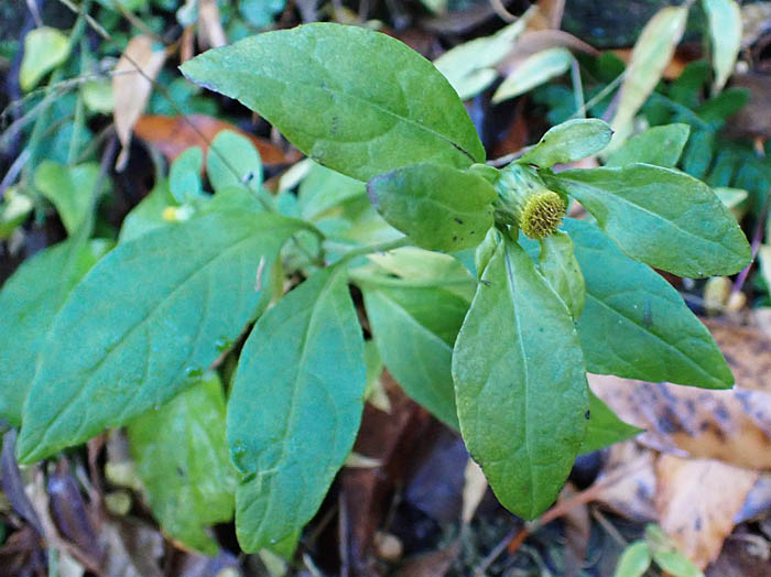 photo6ガンクビソウ