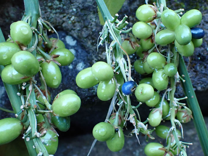 photoノシラン実