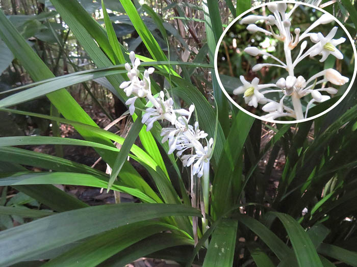 photoノシラン花