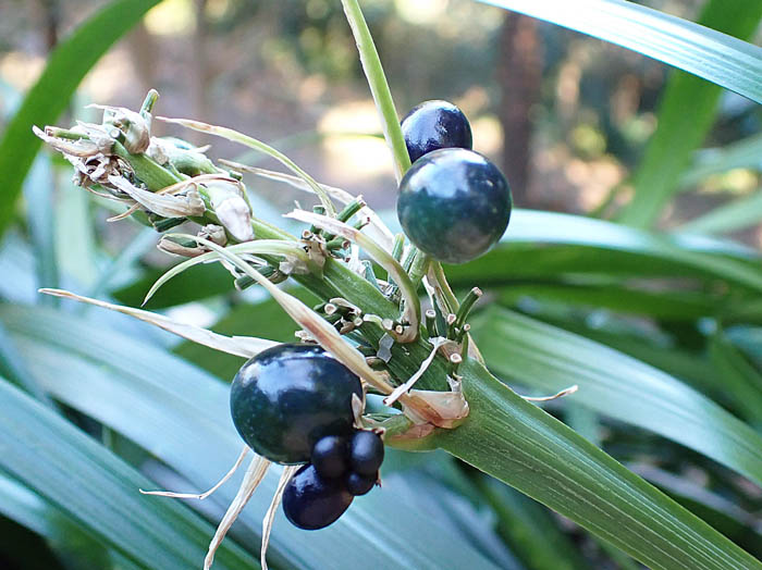 photoノシラン実