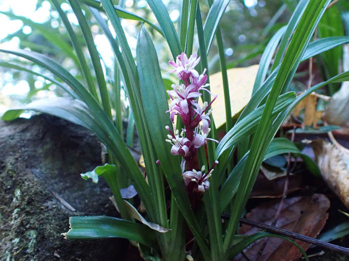 photo9キチジョウソウ