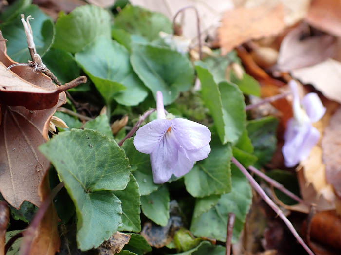 photo1スミレが咲いていた