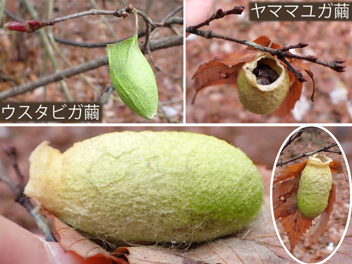 photo12昆虫たちのねぐら