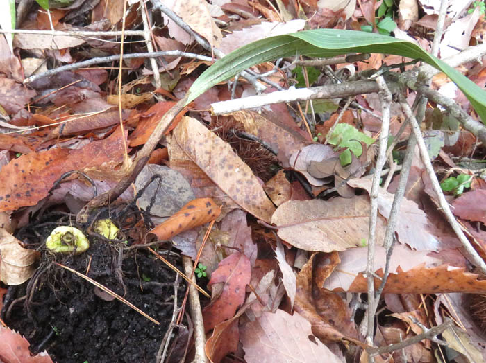 photo14サイハイランの球根（偽球茎）