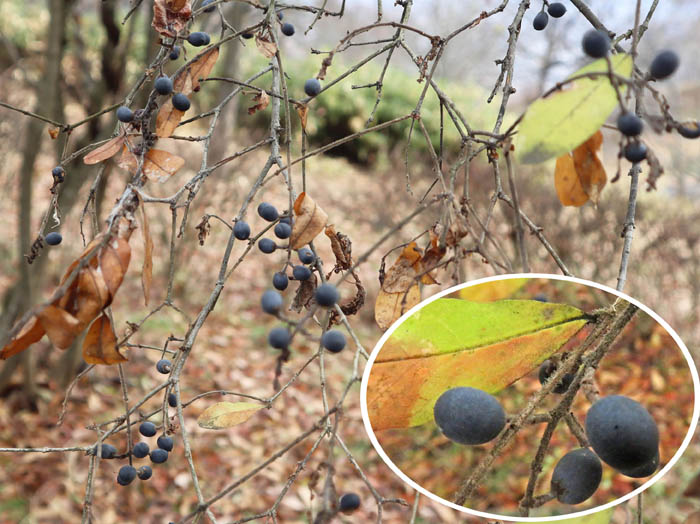 photo2イボタノキ実