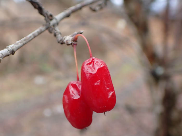 photoサンシュユ