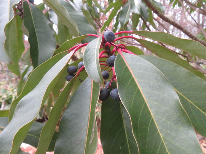 photoエゾユズリハ