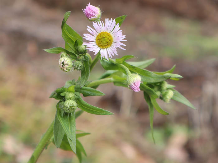 photoヒメジョオンも寒そう