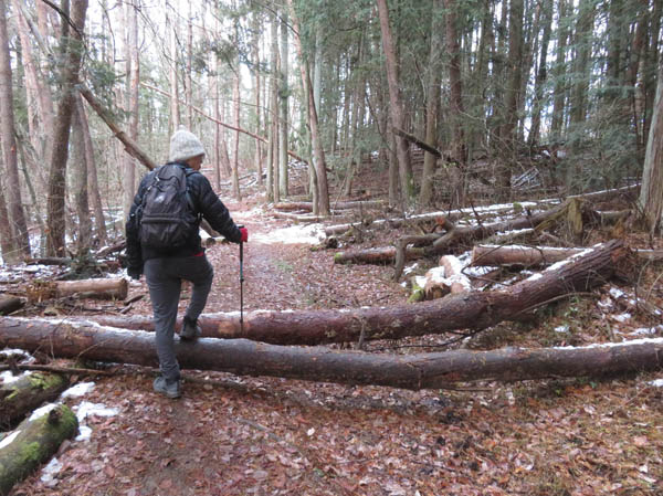 photo8倒木が多い