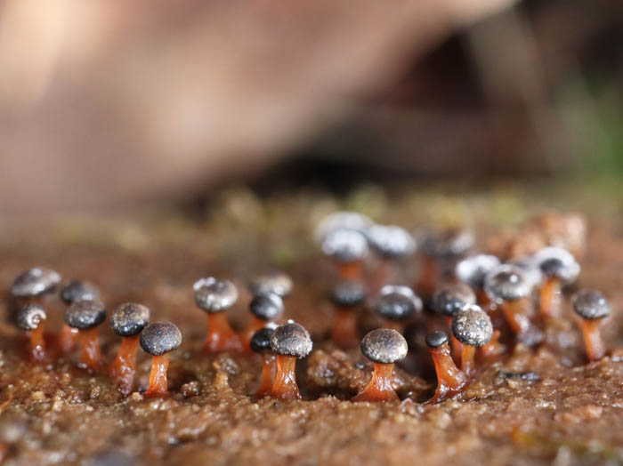 photoキララホコリ