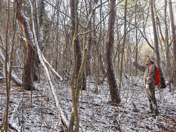 photo15雪の舞う森