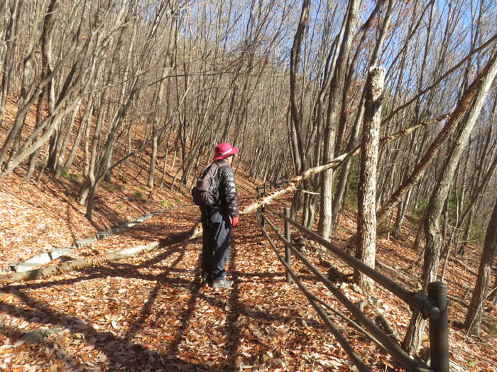photo3雪はないけれど倒木がある