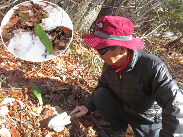 photo4サイハイランの移植