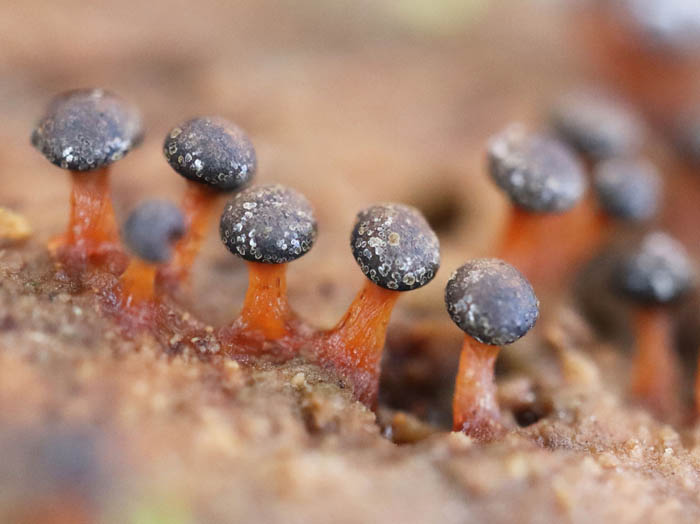 photoキララホコリ