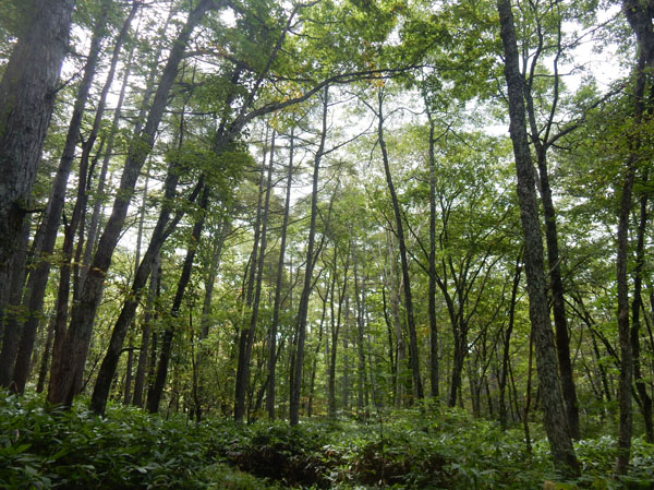 photo：深い森　戸隠越水・旧越後道