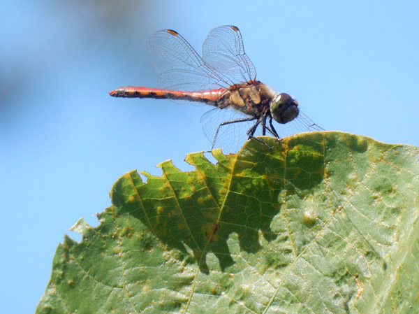 photo：アキアカネ？・葛山