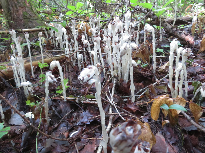 photo：アキノギンリョウソウの群生・葛山