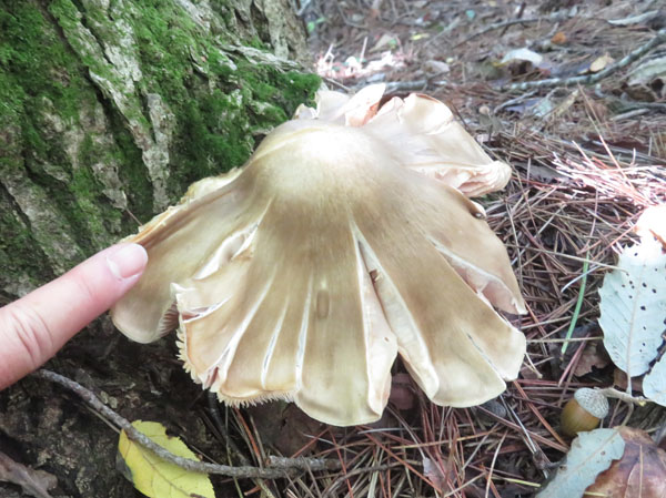 photo：ウラベニホテイシメジ？・坂田山