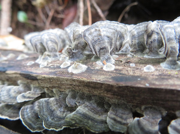 photo：キノコ？　粘菌？・地附山