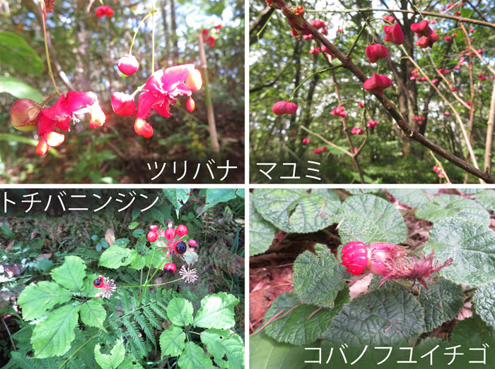 photo：ツリバナ,マユミ,トチバニンジン,コバノフユイチゴ・戸隠高原
