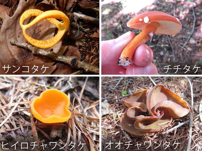 photo：サンコタケ,チチタケ,ヒイロチャワンタケ,オオチャワンタケ・戸隠高原旧越後道
