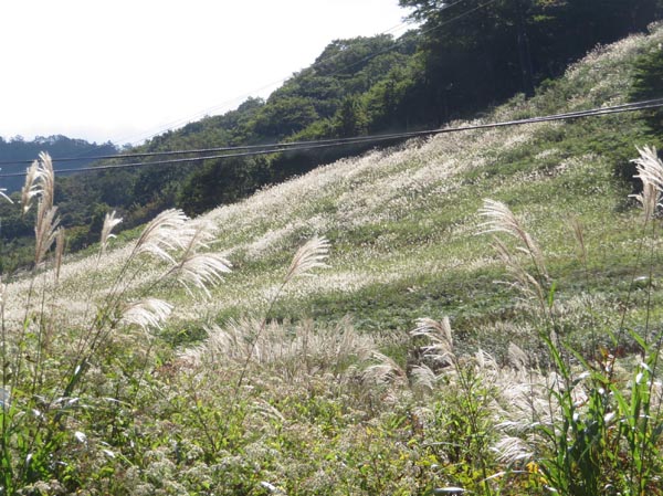 photo：ゲレンデはススキの海・戸隠スキー場