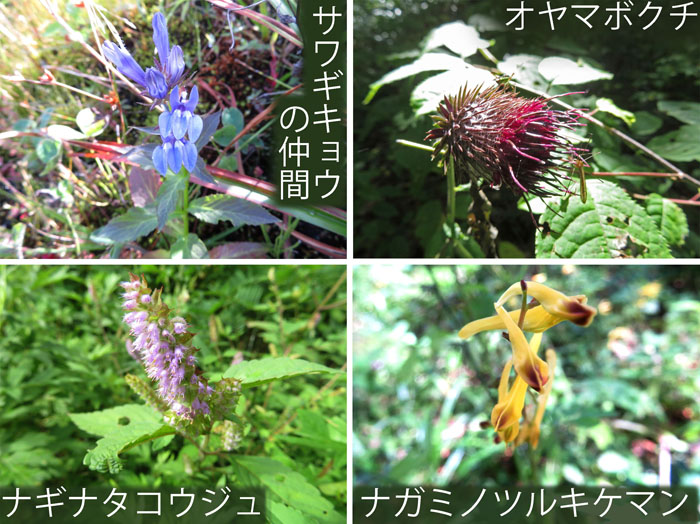photo：オヤマボクチ,ナギナタコウジュ,ナガミノツルケマン,サワギキョウの仲間・戸隠高原
