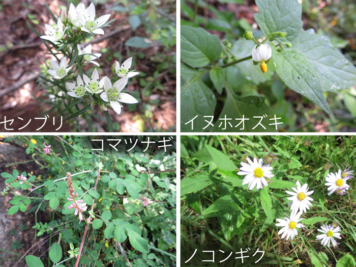 photo：山腹に秋の花・センブリ,イヌホウズキ,コマツナギ,ノコンギク・坂田山