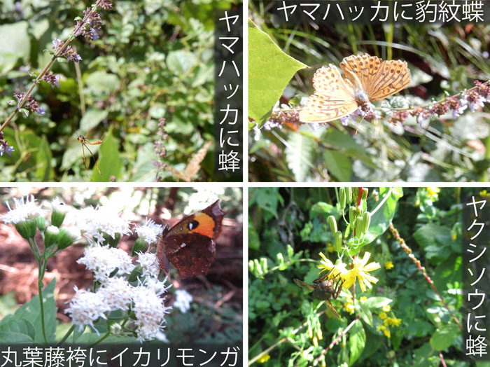 photo：蝶や昆虫がたくさん・イカリモンガ,ヤマハッカ,丸葉藤袴,ヤクシソウ,ヒョウモンチョウ・坂田山