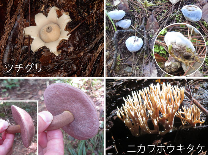 photo：キノコ・ツチグリ,ニカワホウキタケ,他・坂田山