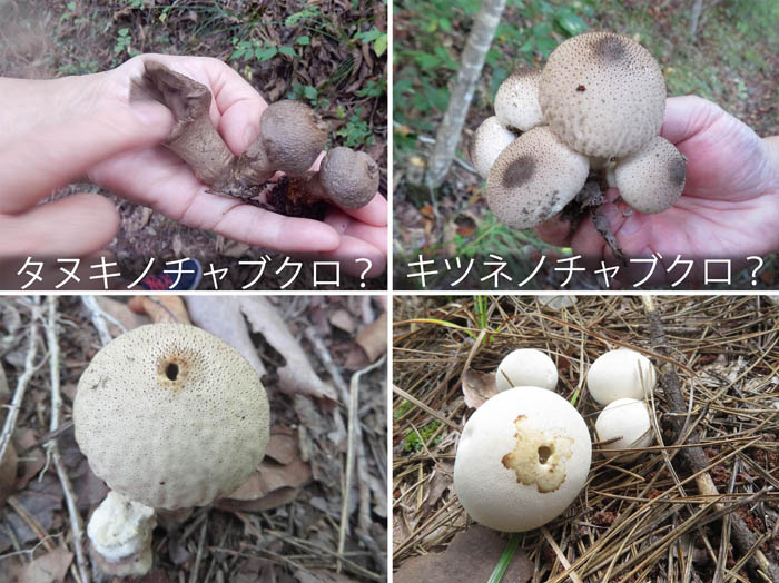 photo：見分けがつかないホコリタケ・タヌキノチャブクロ？,キツネノチャブクロ・地附山