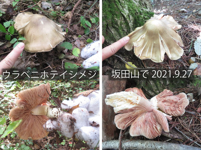 photo：ウラベニホテイシメジ？・地附山,坂田山