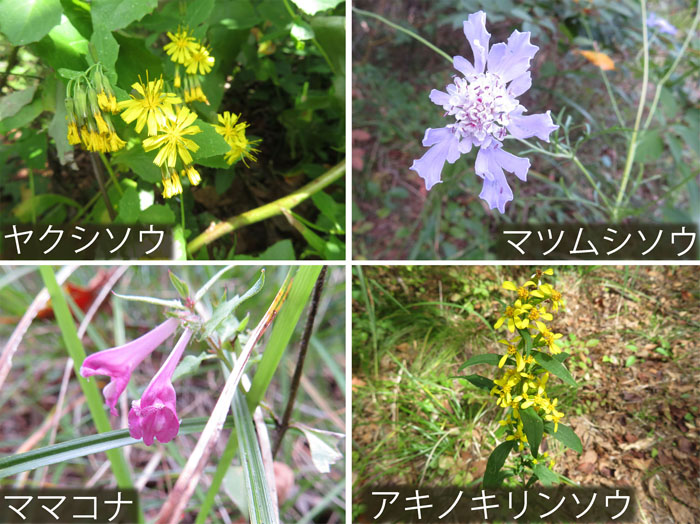 photo：地附山を彩る・ヤクシソウ,マツムシソウ,ママコナ,アキノキリンソウ・地附山