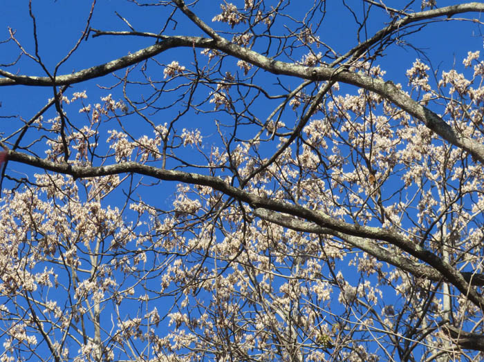 photo11花のようなニワウルシ実