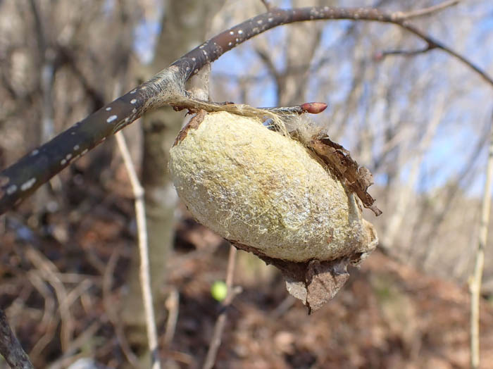 photoヤママユガ繭