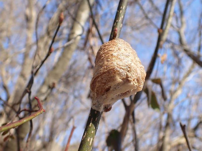 photoカマキリ卵