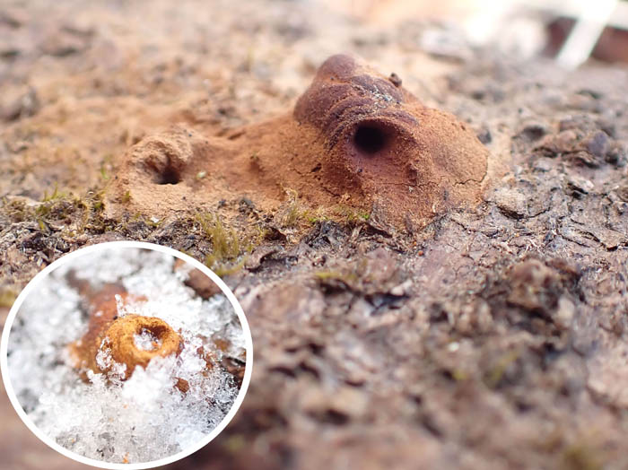 photoドロバチの仲間の巣かな