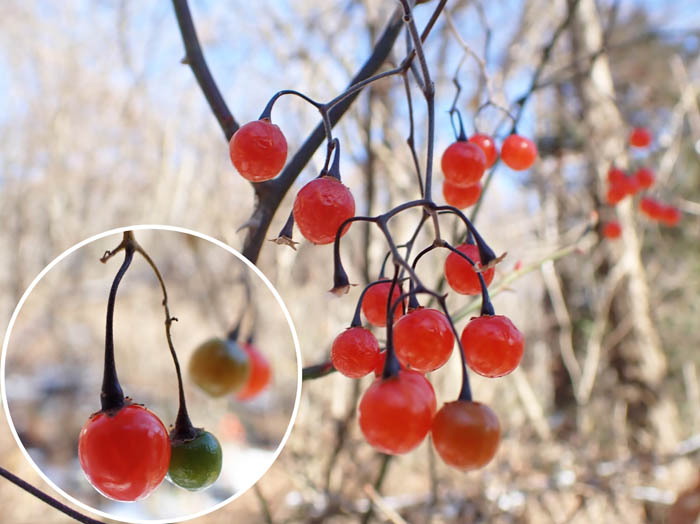 photo14ヒヨドリジョウゴ実