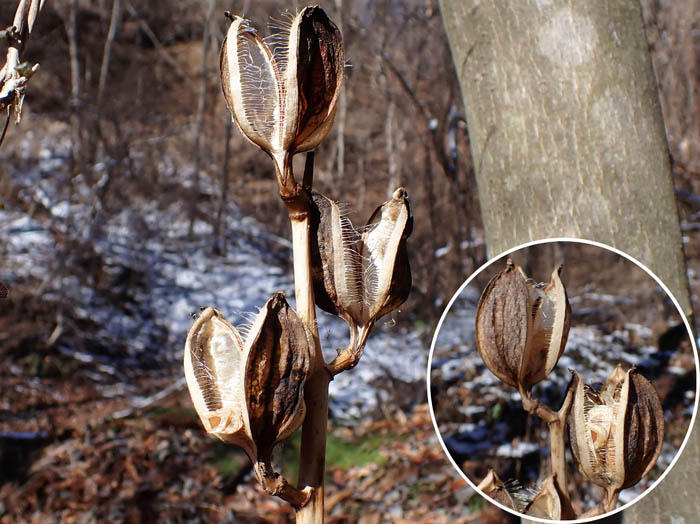 photo15オオウバユリ実