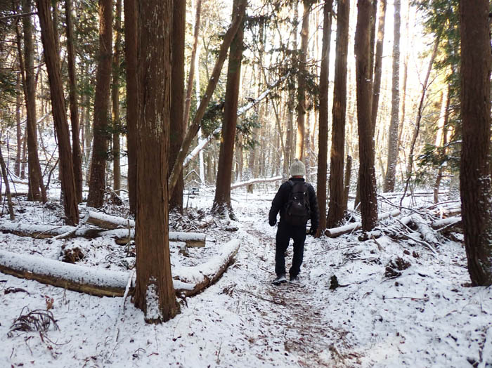 photo8針葉樹の森