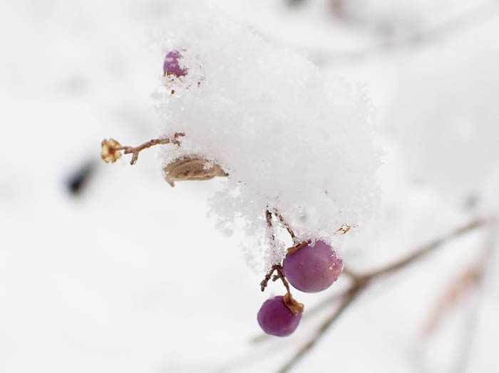 photoムラサキシキブ