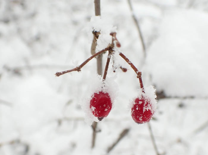 photoコバノガマズミ