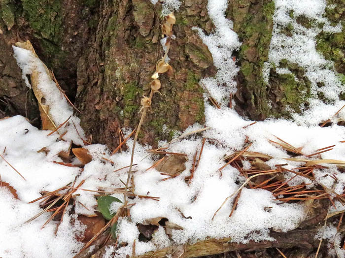 photoミヤマウズラ