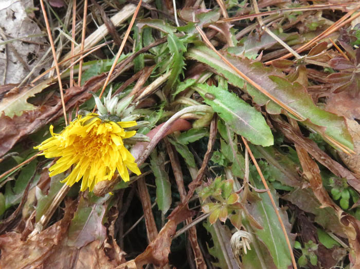 photoセイヨウタンポポ