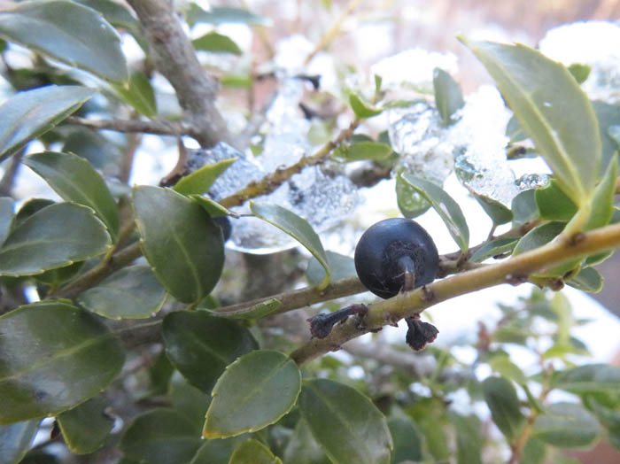 photoイヌツゲ実