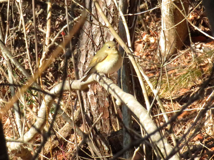 photo5ルリビタキ雌かな